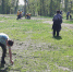 Энгельсская молодежь организовала очередной субботник в  городском лесу - Администрация Энгельского района