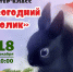 Анонс. Мастер-класс  «Новогодний кролик» - ЦБС Энгельсского района