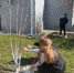 Субботник в колледже - Энгельсский медколледж