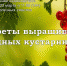 Анонс. Беседа «Секреты выращивания ягодных кустарников» - ЦБС Энгельсского района